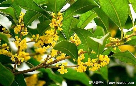 桂花禁忌|桂花泡水喝的9大禁忌，桂花泡水喝注意什么？